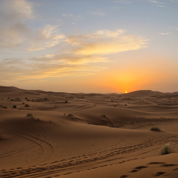 Thumbnail for Os camelos ou domed&aacute;rios, ou o que &eacute;...